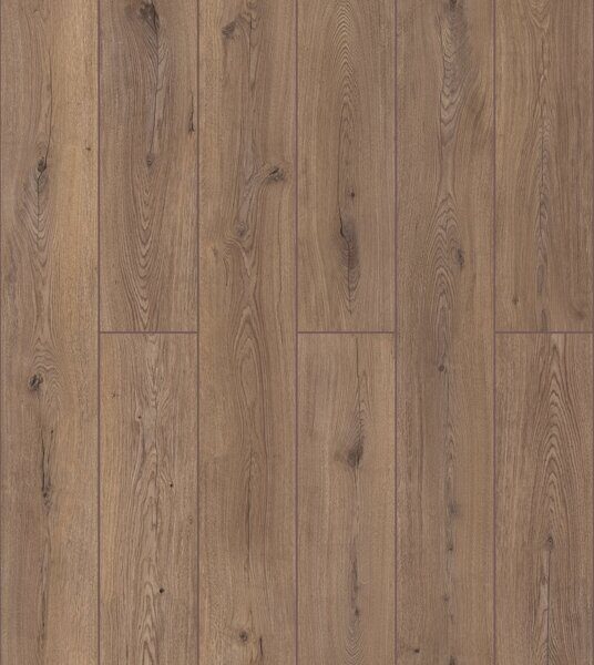 50897 дуб Пермонт